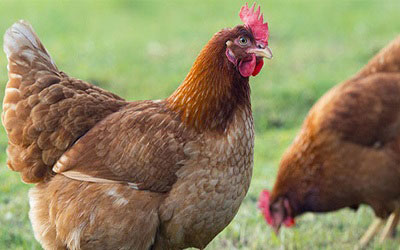 قیمت خرید مرغ محلی تخمگذار - سپید طیور